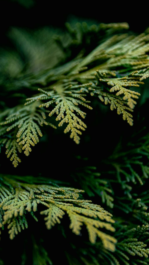 Orange : une alliance entre bois de Hinoki et agrumes