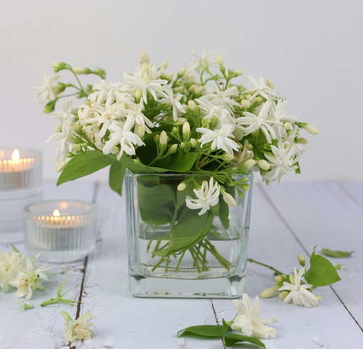 Jasmin au printemps : la note essentielle dès les premiers beaux jours